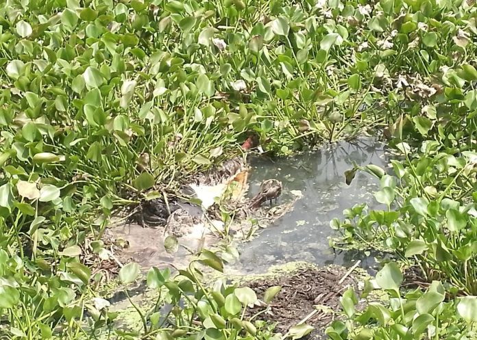 চৌগাছায় নিখোঁজের তিন দিন পর ঝিকরগাছার কপোতাক্ষ নদে ভ্যানচালকের লাশ উদ্ধার