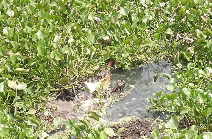 চৌগাছায় নিখোঁজের তিন দিন পর ঝিকরগাছার কপোতাক্ষ নদে ভ্যানচালকের লাশ উদ্ধার