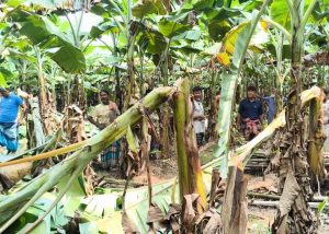 শৈলকুপায় রাতের আঁধারে কৃষকের ৩০ শতক জমির কলাগাছ কাটার অভিযোগ