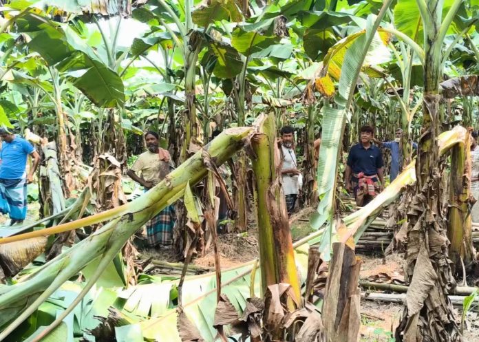 শৈলকুপায় রাতের আঁধারে কৃষকের ৩০ শতক জমির কলাগাছ কাটার অভিযোগ