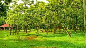 সাভারে ১৭ একর বনভূমির জমিতে রিসোর্ট