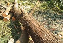 শার্শার কায়বায় ভূমি অফিসের হস্তক্ষেপে গাছ কাটা বন্ধ